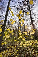 Image showing different deciduous trees