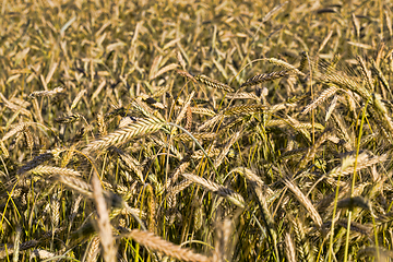 Image showing yellowing wheat in summer