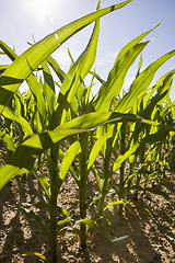 Image showing green leaves of corn