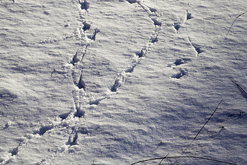Image showing snow with traces