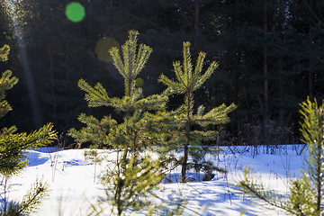 Image showing pine trees in winter