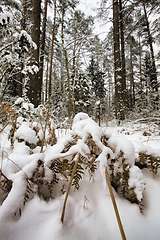 Image showing snow-covered pine trees