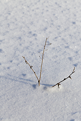 Image showing dry grass sticking out