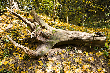 Image showing torn from the ground tree