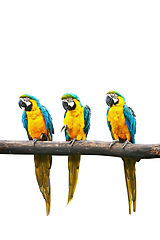 Image showing Blue-and-Yellow Macaw isolated