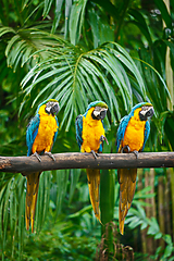 Image showing Blue-and-Yellow Macaw