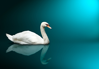 Image showing Mute Swan (Cygnus olor)