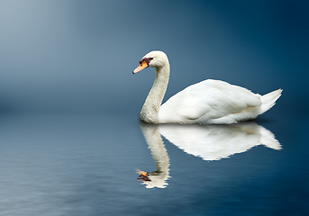 Image showing Mute Swan (Cygnus olor)