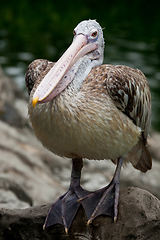 Image showing Spot-billed Pelican or Grey Pelican (Pelecanus philippensis)