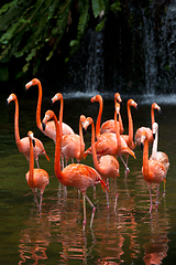 Image showing American Flamingo (Phoenicopterus ruber), Orange flamingo