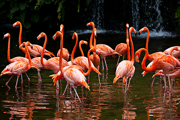 Image showing American Flamingo (Phoenicopterus ruber), Orange flamingo