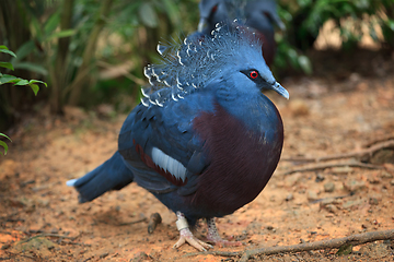 Image showing Victoria crowned pigeon