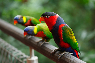 Image showing Black-capped lories (Lorius lory)