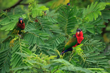 Image showing Lories in tree