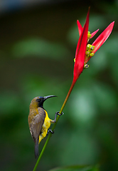 Image showing Olive-backed Sunbird ( Cinnyris jugularis )