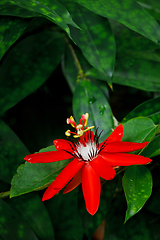 Image showing Red Passion Flower