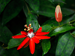 Image showing Red Passion Flower