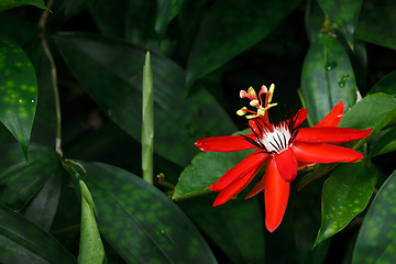 Image showing Red Passion Flower