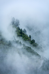 Image showing Trees in clouds