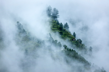 Image showing Trees in clouds