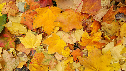 Image showing Bright colorful autumn background from fallen leaves