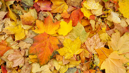Image showing Colorful autumn background from bright fallen leaves