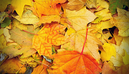 Image showing Bright autumn background from fallen leaves of maple