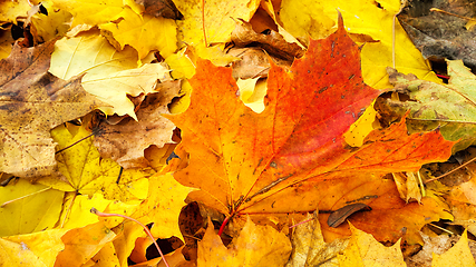 Image showing Bright beautiful autumn background from fallen leaves of maple