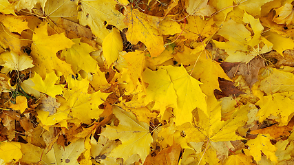 Image showing Bright yellow autumn background from fallen leaves of maple