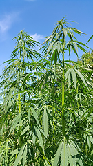 Image showing Green fresh foliage of cannabis plant (hemp, marijuana) 