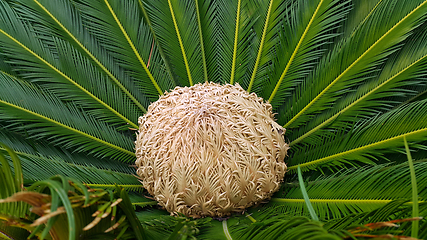 Image showing Female cone and foliage of cycas revoluta cycadaceae sago palm