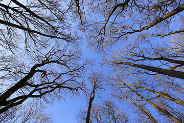 Image showing Branches of bare trees on a blue sky background