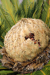 Image showing Cone with fruits of female cycas revoluta cycadaceae sago palm