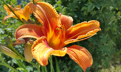 Image showing Beautiful bright orange day-lily on a sunny summer garden