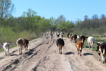 Image showing cows coming back from pasture