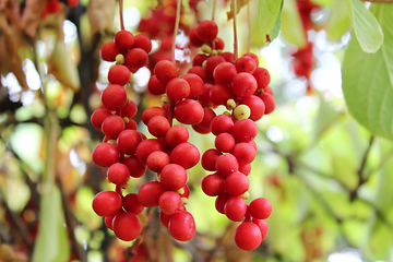 Image showing branch of red schisandra 