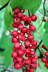 Image showing red schisandra 