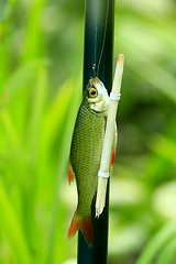 Image showing caught rudd hanging besides the fishing-rod