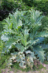 Image showing Sonchus arvensis with great green leaves