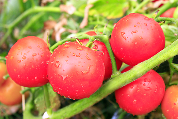 Image showing red tomatoes in the bush