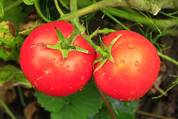 Image showing pair of red tomatoes in the bush