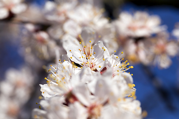 Image showing apricot in the spring garden