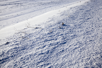 Image showing dry grass in the snow-covered rural field - dry grass in the snow-covered rural field. Photographed close up.