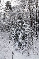 Image showing coniferous trees, spruce