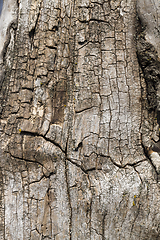 Image showing old and dry tree