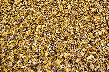 Image showing old fallen leaves