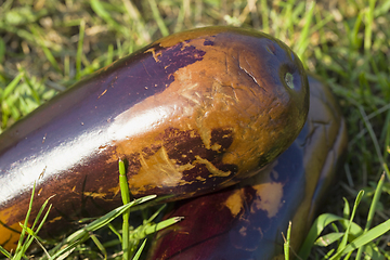 Image showing ripe purple eggplant