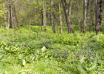 Image showing sunny forest scenery with ramsons