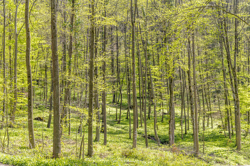 Image showing sunny forest scenery