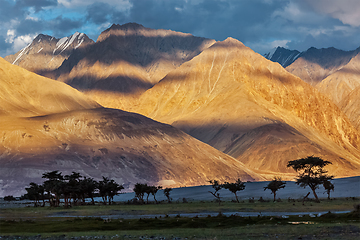 Image showing HImalayas on sunset with tree silhouettes.